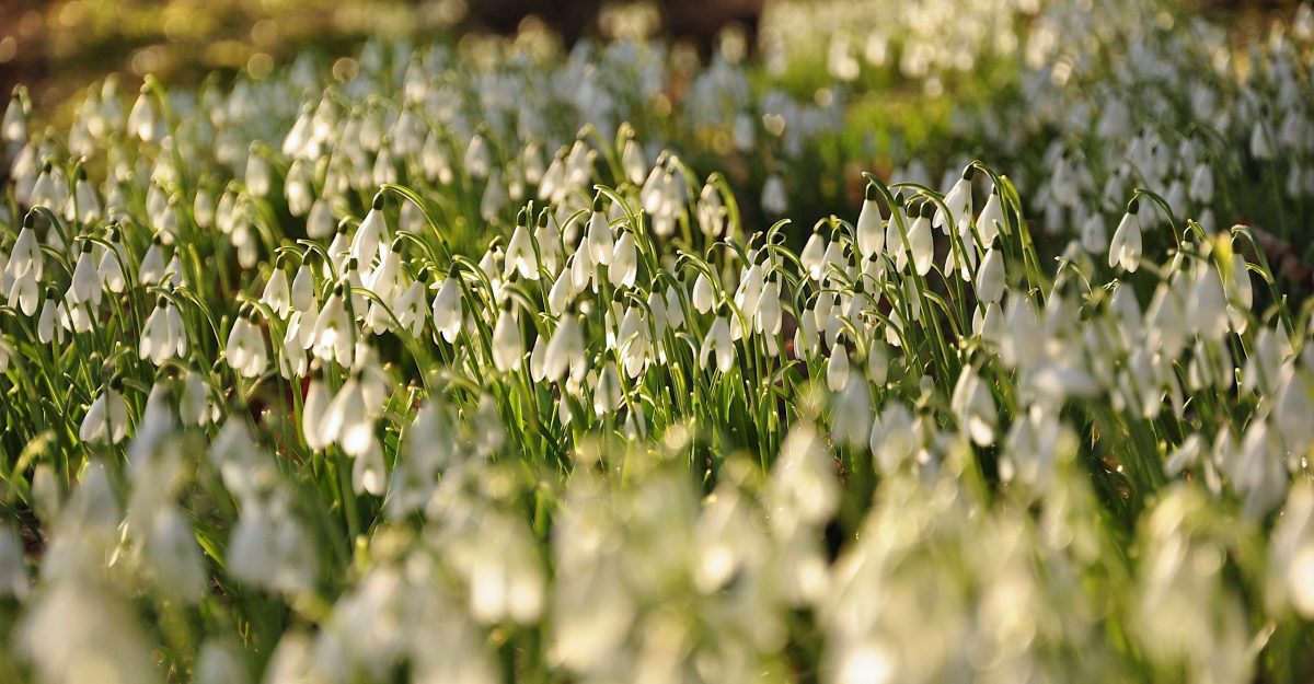 Snowdrops valentines life audit Neil Cox Hypnotherapy