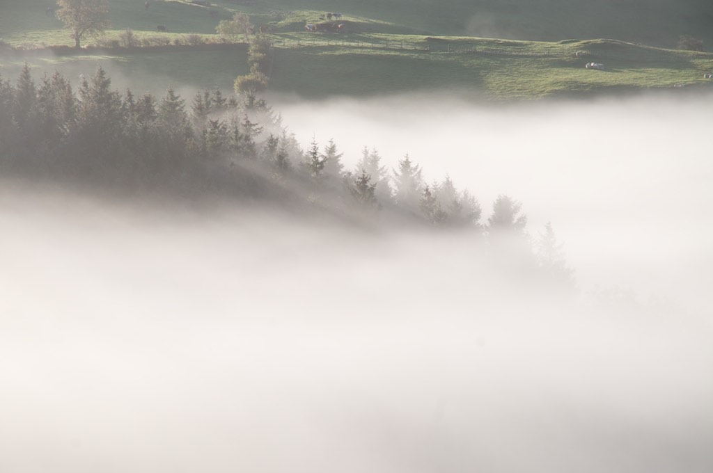 Woodland mist Cornwall